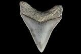 Serrated, Juvenile Megalodon Tooth - Georgia #75262-1